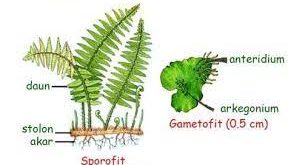 Berbagai bentuk metagenesis pada kuku 1) Protalium 2) Zigot 3) Tanaman kuku 4) Anteridium 5) Arkegoniuim Tahap metagenesis dari tanaman kuku, yang termasuk kedalam fase gametofit adalah