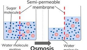 Materi Osmosis